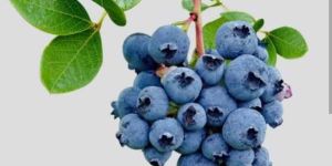 a Grade Fresh Blueberry