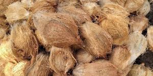 Solid A Grade Semi Husked Coconut