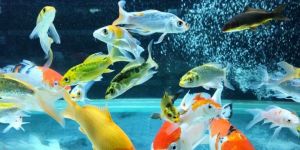 Ornamental Fish