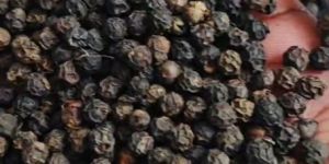 Bold Black Pepper Seeds