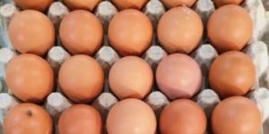 Brown Eggs