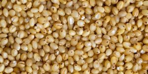 Foxtail Millet Seeds