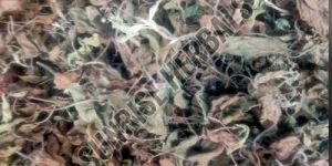 Dry Mentha Arvensis Leaves