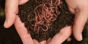 Vermicompost Fertilizer
