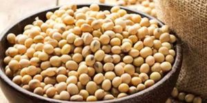 Guar Gum Seeds