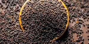 Black Mustard Seeds