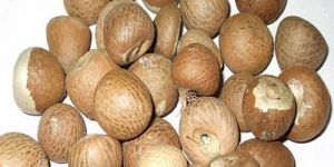 Whole Dried Betel Nut