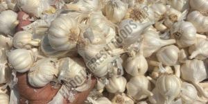 Fresh White Garlic