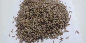 Black Cumin Seeds