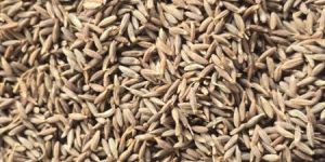 Singapore Cumin Seeds