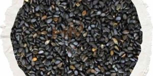 Medium Black Sesame Seed