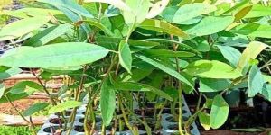 Eucalyptus Clone Plant