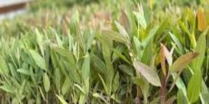 P23 Eucalyptus Clone Plants