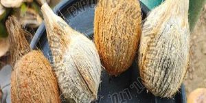 Semi Husked Coconut