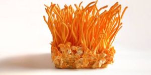 Cordyceps Mushroom