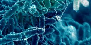 Microbial Inoculant