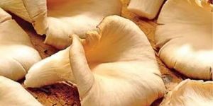 Oyster Mushroom
