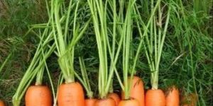 a Grade Fresh Red Carrot