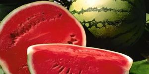 A Grade Green Round Watermelon