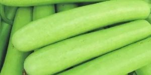 Fresh Bottle Gourd