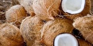 Fresh Full Husked Coconuts