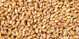 Golden Sihori Wheat