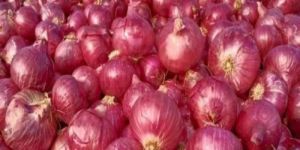 Fresh Red Onion