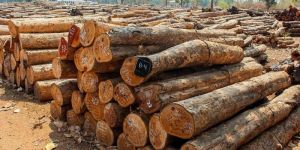 Indian Sandalwood Logs