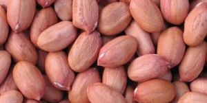 Groundnut Seeds