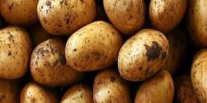 Pukhraj Potato