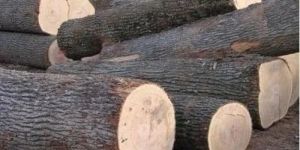 Silver Oak Tree Wood