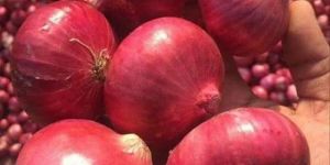 Fresh Red Onion