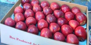 Fresh Kashmir Apple