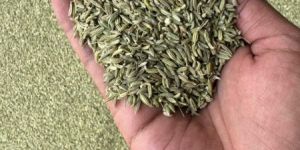 Premium Quality Fennel Seeds