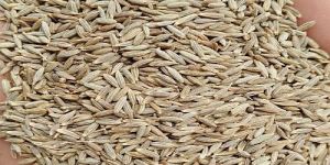 a Grade Cumin Seeds