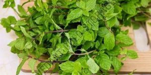 Frozen Mint Leaves