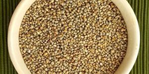 Little Millet Seeds