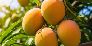 Fresh Alphonso Mango