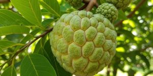 Fresh Custard Apple