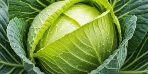 Fresh Green Cabbage