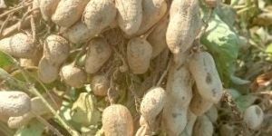 Groundnut