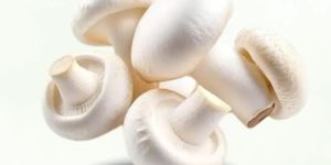 Farm Fresh White Mushroom