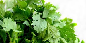 Fresh Green Coriander Leaves