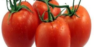 Juicy Red Tomato