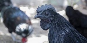 Live Kadaknath Chicken