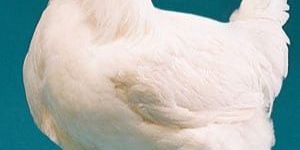 Poultry Chicken