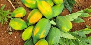 Ripe Farm Fresh Papaya