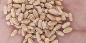 PBW 826 Wheat Seeds