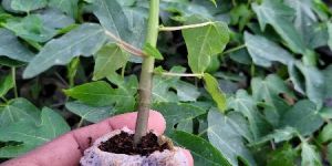 Papaya taiwan786 plant