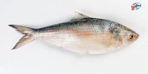 Fresh Hilsa Fish